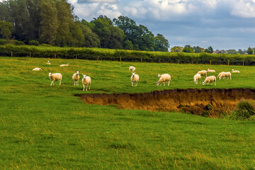 Sheep grazing in a field adjacent to the Grand Union Canal near Wistow, UK in summertime