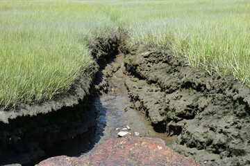 Lovely Landscape with Marsh Grass and Thick Muck