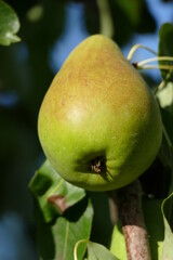 Eine reife Birne am Baum
