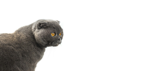 Cat is peeking out on white isolated backgroud, scottish fold banner and copy space