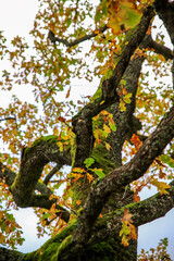 tree in the park