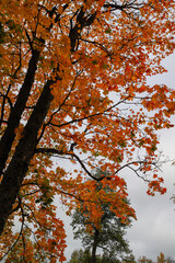autumn trees in the park