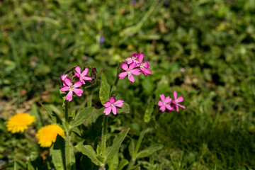 Wildblumen blühen mit rosaroten Blüten am steinigen Wegrand