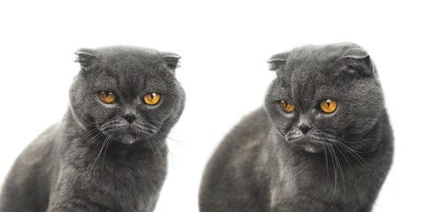 Cat studio collage, animal portraits on a white isolated background, scottish fold breed concept