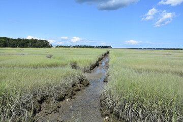 Grass with a Creek Running through the Marsh Land