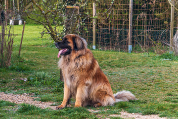 Ein sehr majestätischer reinrassiger Leonberger Hund