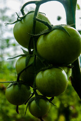 some green tomatoes in the field