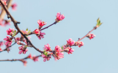 colorful violett apple tree blossoms