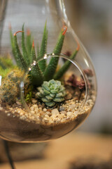 Small decoration plants in a glass aquarium garden terrarium forest in a jar. Terrarium jar with...
