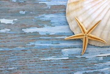 Seashell and starfish on a blue wooden board. Marine background.