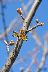 Japanese flowering cherry Kanzan