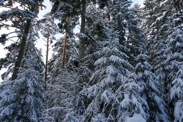 sunny winter wonderland in the forest