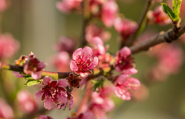 colorful violett apple tree blossoms
