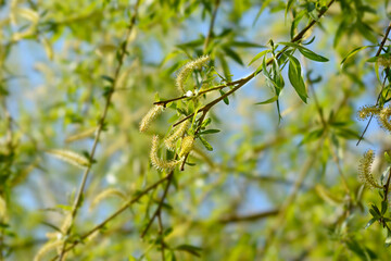 Obraz premium Golden Weeping Willow