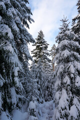 Fototapeta premium sunny winter wonderland in the forest
