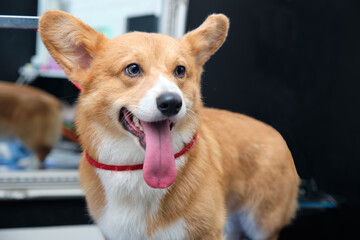 Welsh corgi Pembroke dog sticking out his tongue close-up stands and looks at the camera.