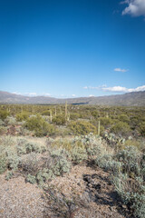 Saguaro Desert