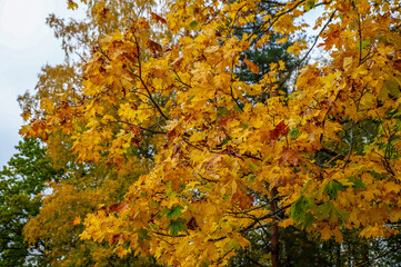 autumn leaves on a tree