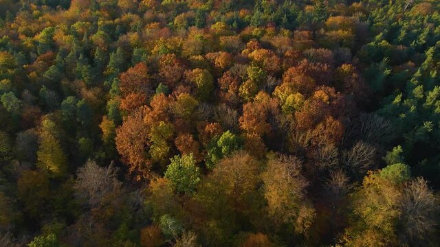 Aerial view of autumn trees on a sunny day in the black forest