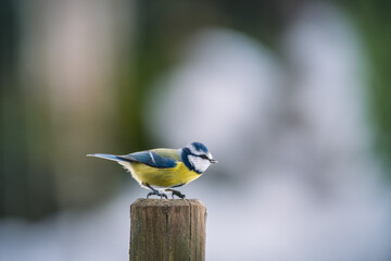 Bluetit (cyanistes caeruleus) on a fence