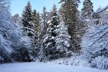 sunny winter wonderland in the forest