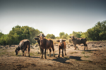Fototapeta na wymiar Water Buffaloes herd in The desert