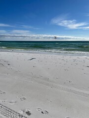 seagull inflight on white sand Florida beach 