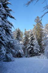 sunny winter wonderland in the forest