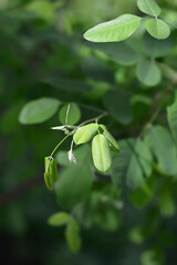 Shrubby bushclover