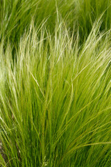 Pony tails grass