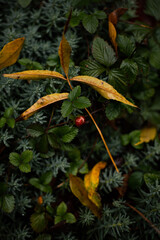 some plants on the ground