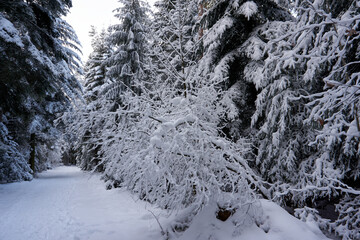 sunny winter wonderland in the forest