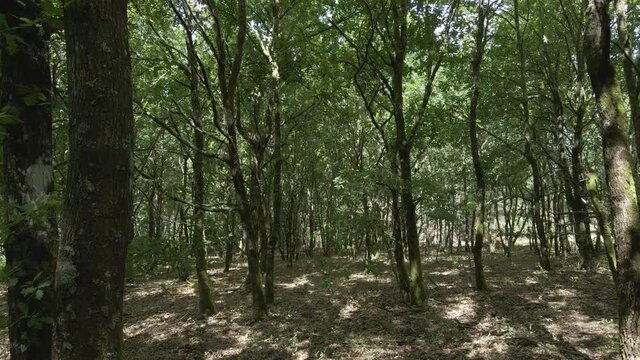 Bosque frondoso de hermosos robles verdes creando sombras y claros