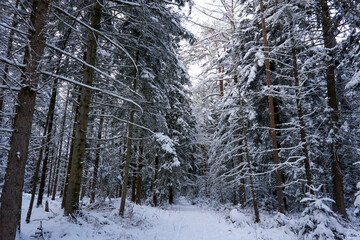 Fototapeta premium sunny winter wonderland in the forest