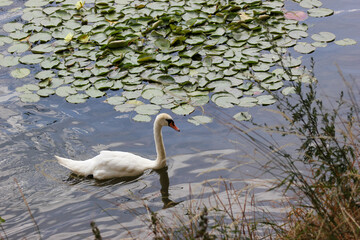 Schwan