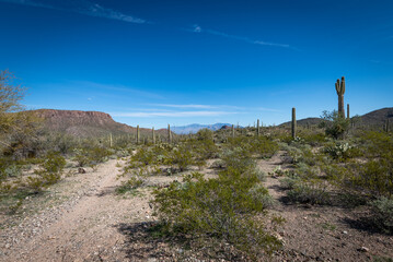 The ineffable beauty of the Desert