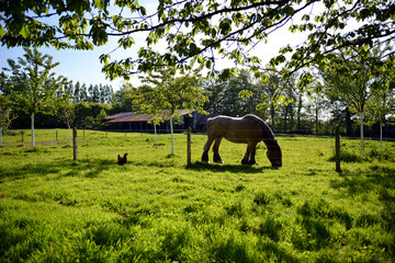 Naklejka premium Poule et cheval