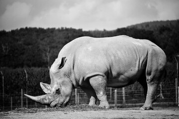 Fototapeta premium Costaud le rhino