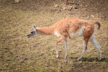 American lama is staying in the zoo near to the fence. They have not place for living.