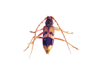 Longhorn beetle isolated on white background - 406218151