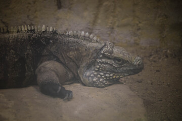 American iguana is lying in the zoo. He is catching warm.