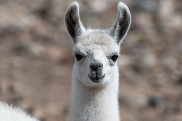 Closeup shot of a white llama with blurred background © Justin Kim/Wirestock