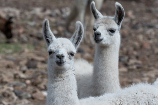 Closeup shot of a white llamas with blurred background