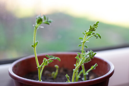 Chickpea sprouts in a pot. Growing plants at home