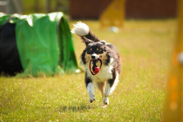 Naklejka na ściany i meble Black and white Border collie is running race on czech agility competition. agility competition in dog park Ratenice