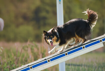 Crazy black and white border collie is running in agility park on dog walk. She teachs new thing...