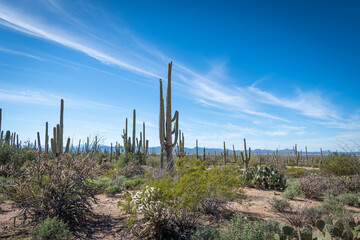 Fototapeta premium The ineffable beauty of the Desert