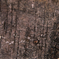 tree bark texture in dark brown