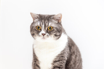 Close-up of a gray British shorthair cat on a white background. Beautiful fluffy. Domestic pets consept.