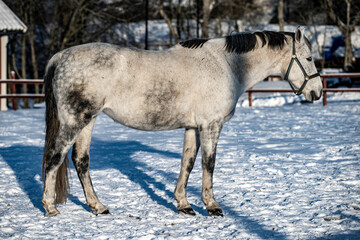 horse in winter